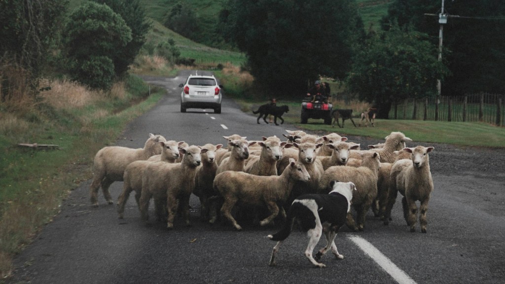 When Shepherds met Jesus…Encounters with&nbsp;Jesus
