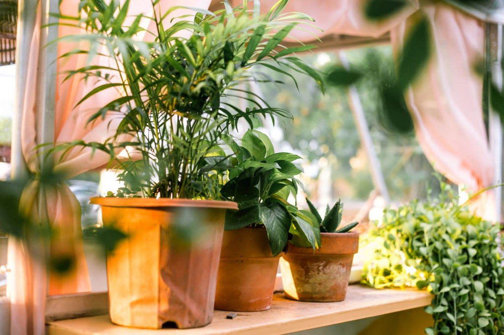 Plants..